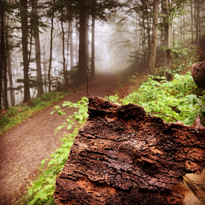Waldweg im Nebel