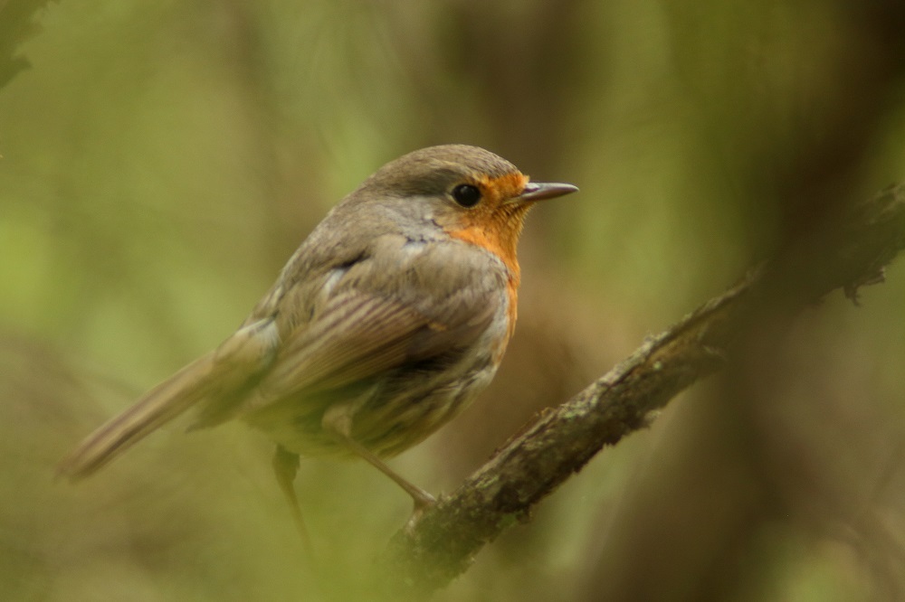Rotkehlchen Björn Langer