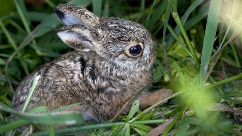Junger Feldhase Matthias Overmann