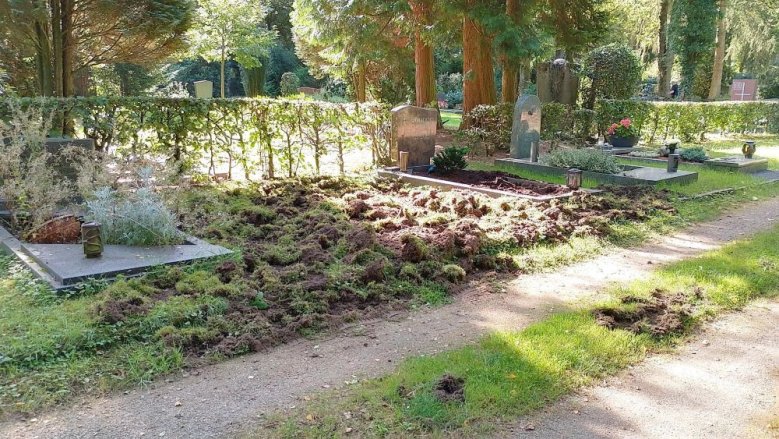 Wildschweine Nordfriedhof Wildschweine Nordfriedhof
