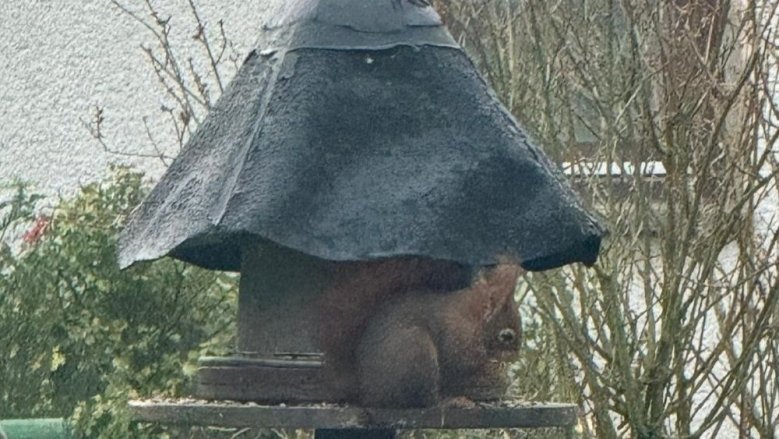 Eichhörnchen Eichhörnchen