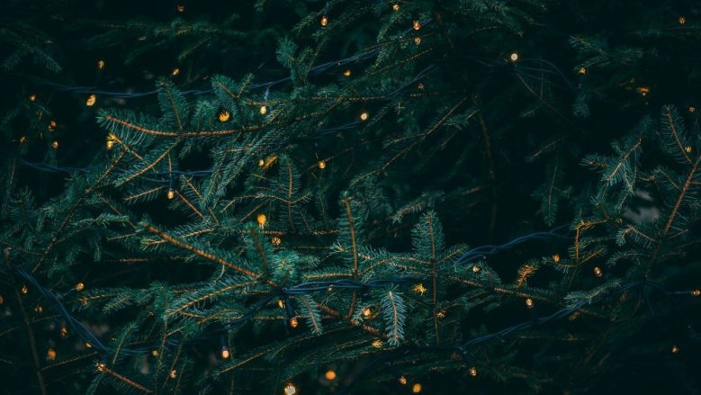 Lichterkette am Weihnachtsbaum Lichterkette am Weihnachtsbaum