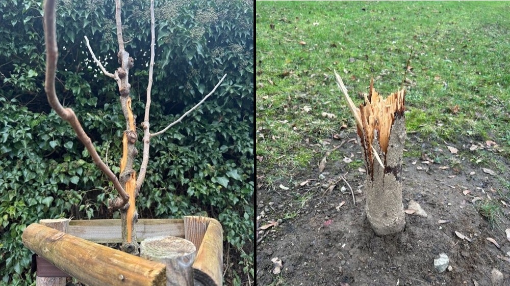 Baumvandalismus Michaelsberg