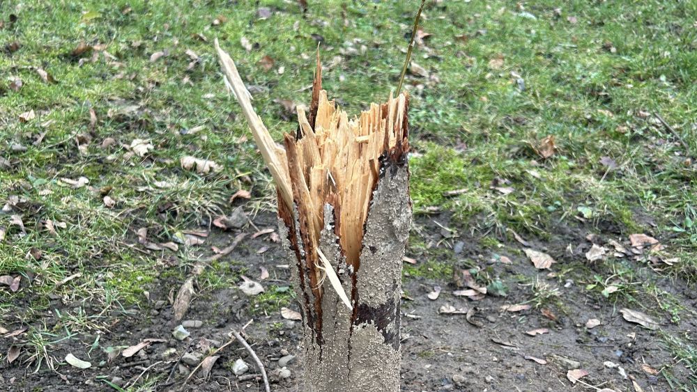 Baum Michaelsberg Osthang