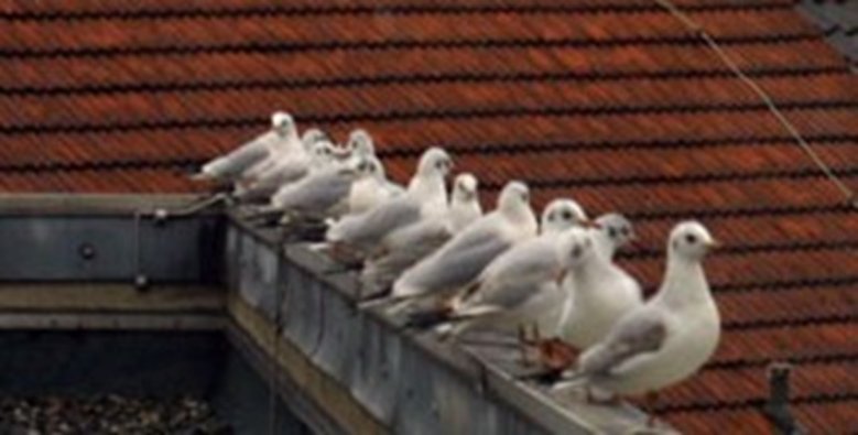 Lachmöwen Lachmöwen