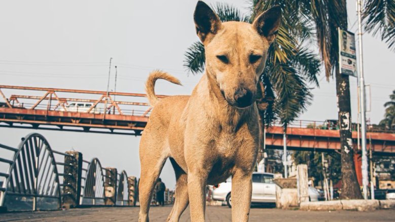 Straßenhund Straßenhund
