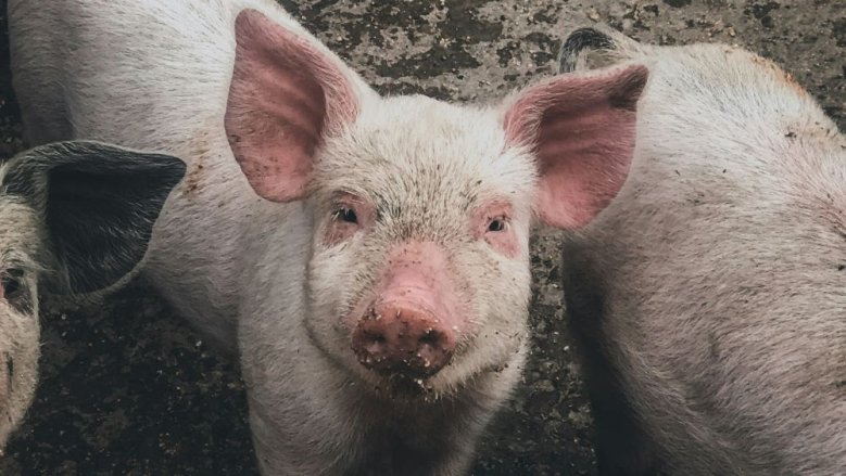 Schwein Schwein