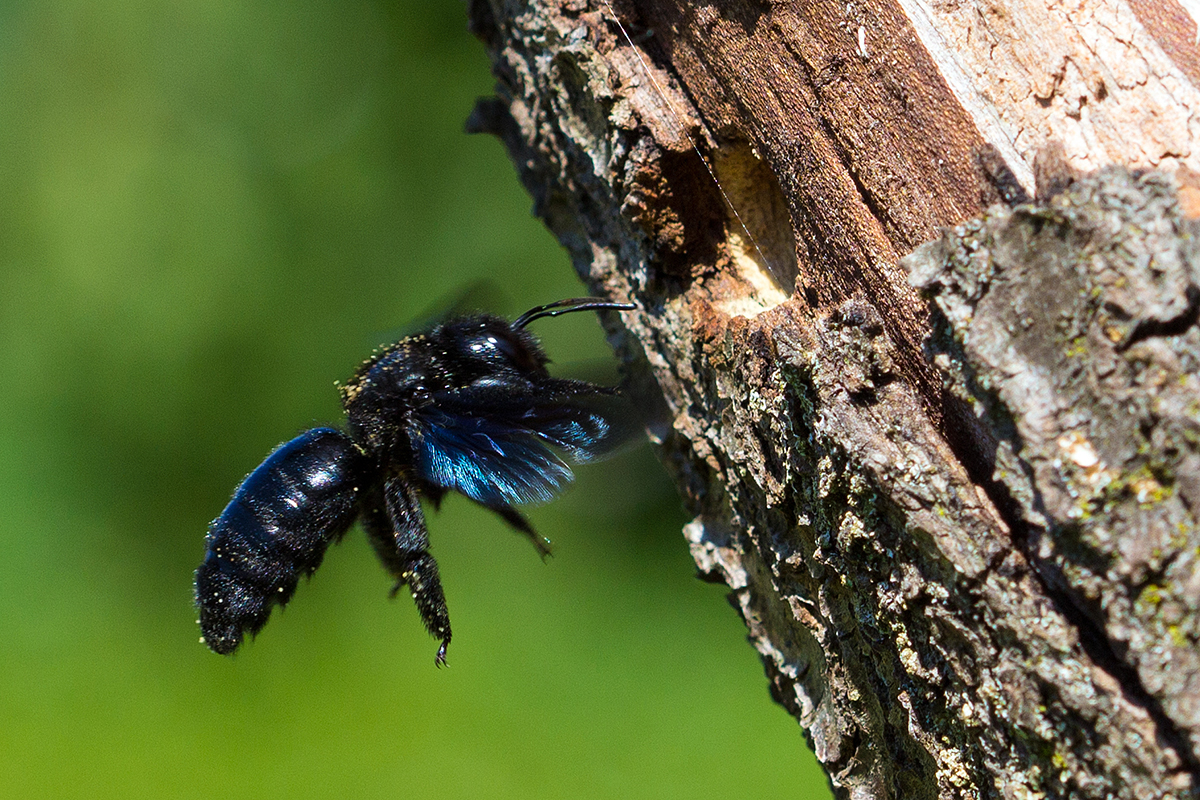 Blauschwarze Holzbiene Michael Krüger