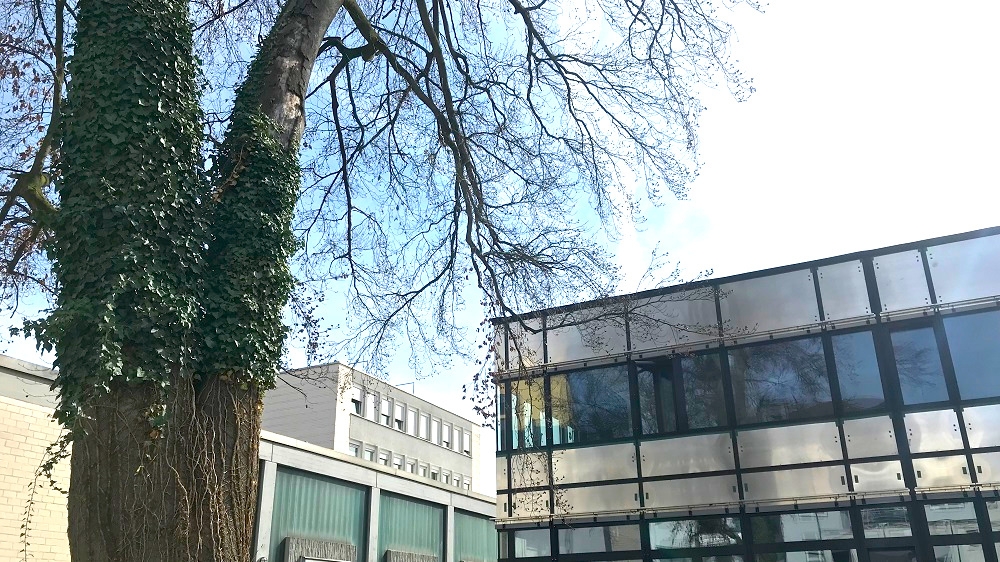 Baumfällung Rathaus