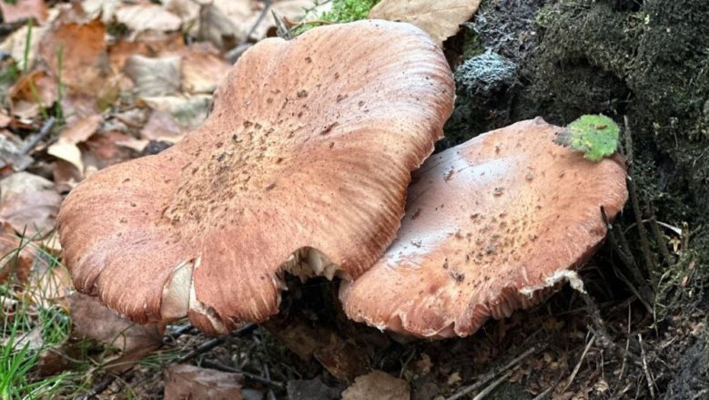 Pilz Pilz