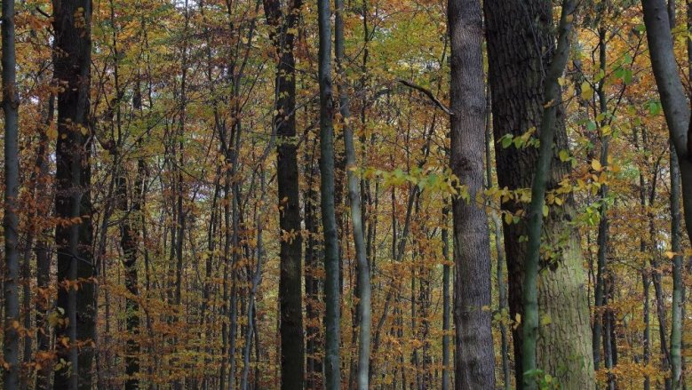 Herbstwald Herbstwald