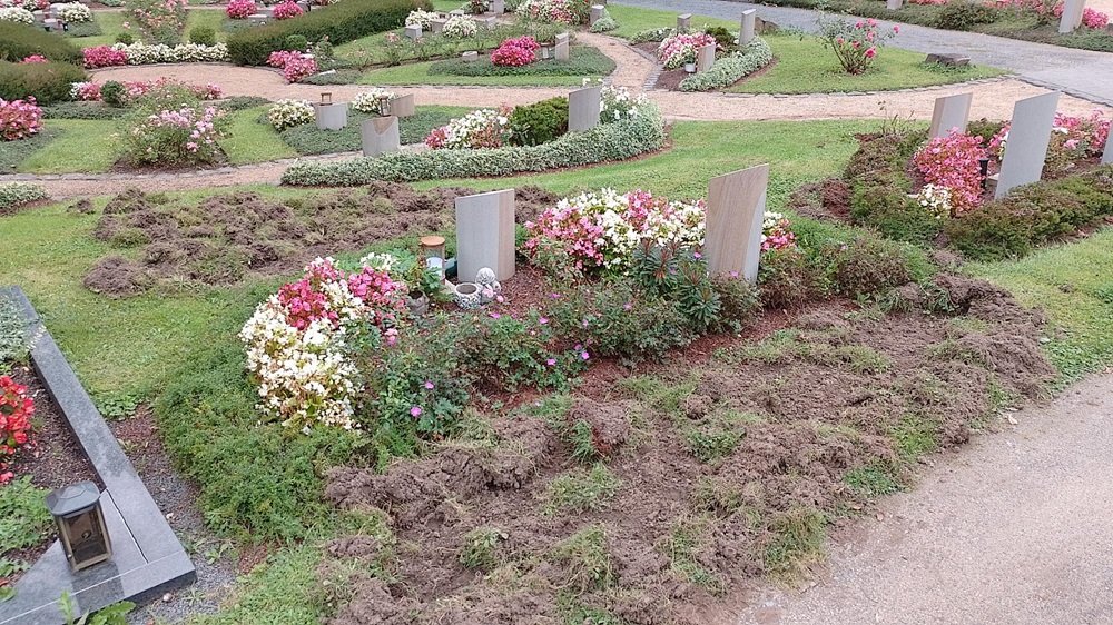 Nordfriedhof Wildschweine