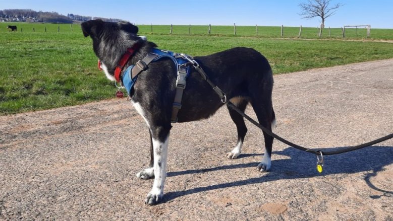 Hund an der Leine Hund an der Leine