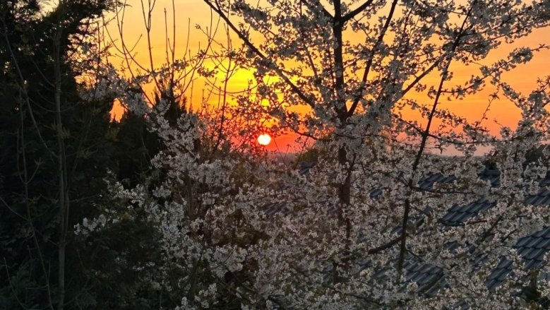Sonne trifft Kirschblüten Sonne trifft Kirschblüten
