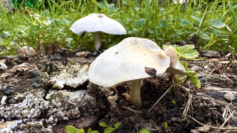 Pilz Pilz