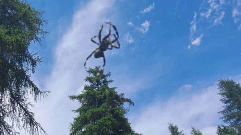 Spinne Osttirol Spinne Osttirol