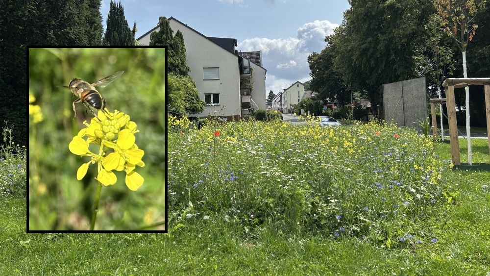 Wildblumenwiese Wolsdorf