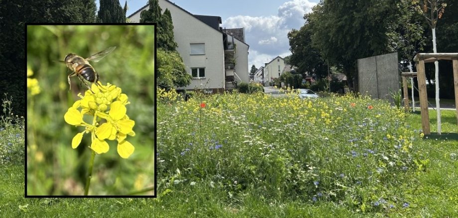Wildblumenwiese Wolsdorf
