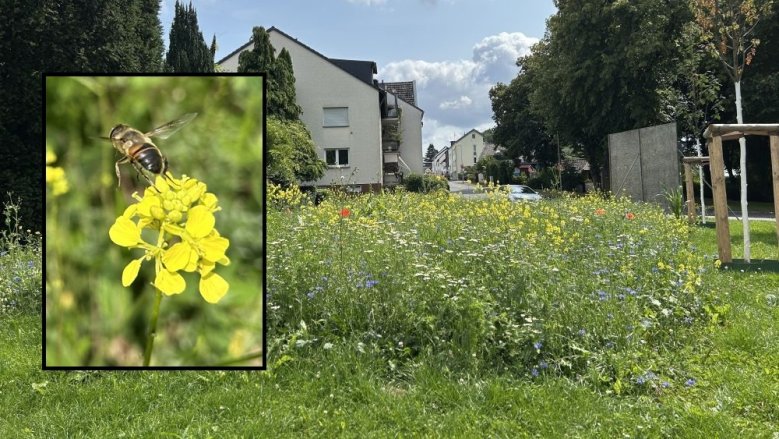 Wildblumenwiese Wolsdorf Wildblumenwiese Wolsdorf