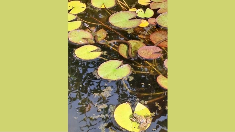 Frosch und Ringelnatter Frosch und Ringelnatter