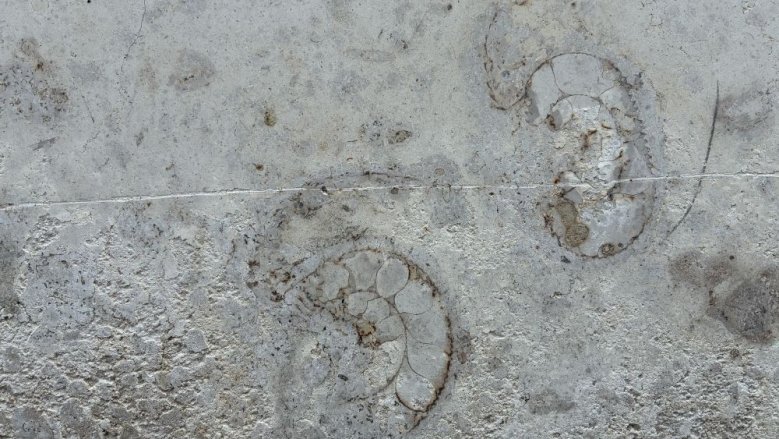 Fossilien Fossilien