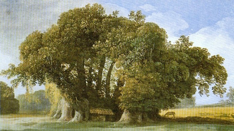 Kastanienbaum der hundert Pferde Kastanienbaum der hundert Pferde