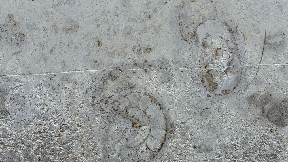 Fossilien