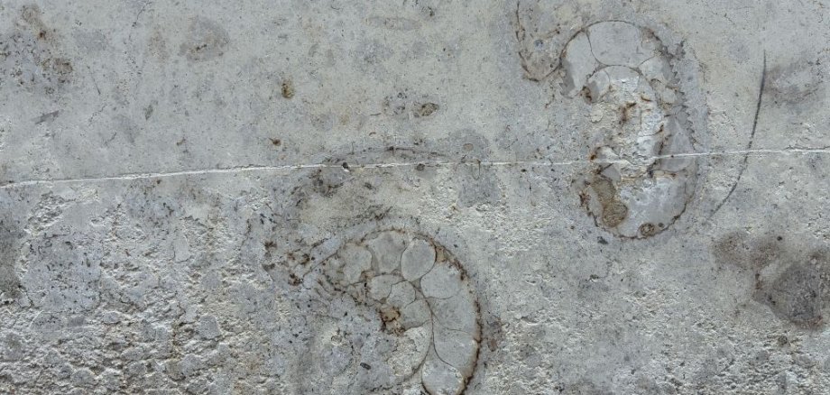 Fossilien