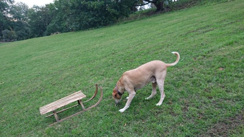 Schlittenhund Schlittenhund