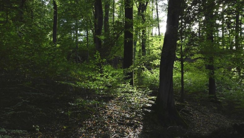 Wald Wald