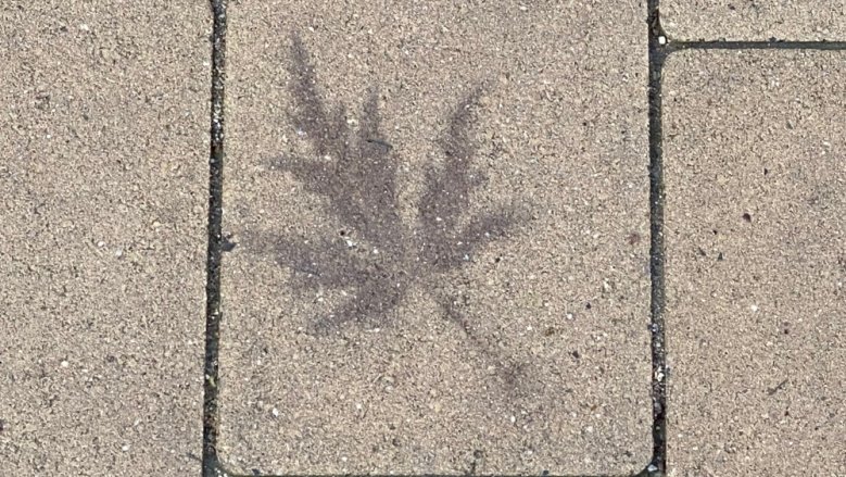 Blattabdruck Blattabdruck