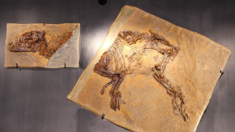 Urpferd Grube Messel