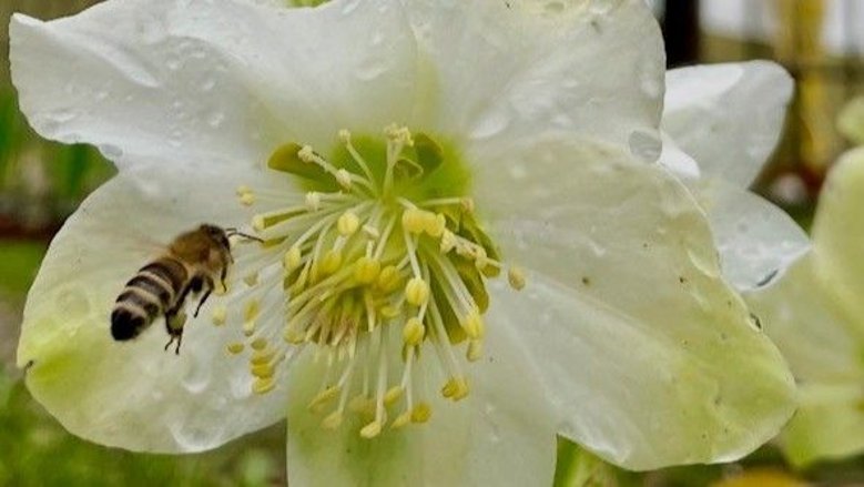 Biene an Christrose Biene an Christrose