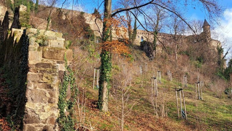 Johannistürmchen Johannistürmchen