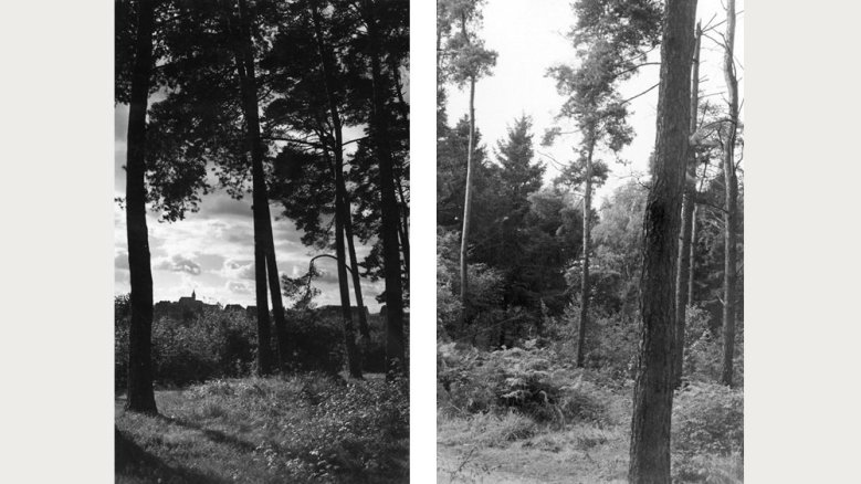 Siegburger Stadtwald 1955 (l.) und Kaldauer Wald 1957 Siegburger Stadtwald 1955 (l.) und Kaldauer Wald 1957