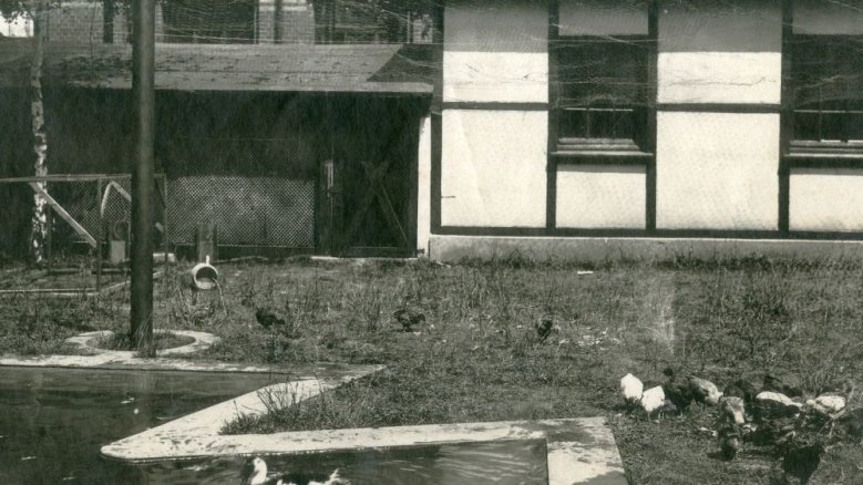 Hühner- und Entenhaltung auf dem Gelände des Feuerwerkslaboratoriums an der Luisenstraße Hühner- und Entenhaltung auf dem Gelände des Feuerwerkslaboratoriums an der Luisenstraße