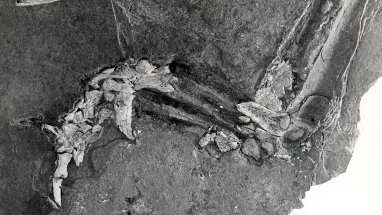 Krokodilsfuß, 25 Millionen Jahre alt, Stadtmuseum Siegburg