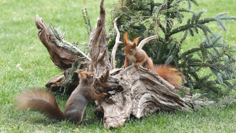 Eichhörnchen Eichhörnchen