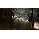 Nebel