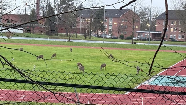 Rehe Rehe