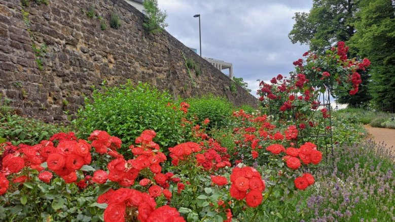 Rosengarten Rosengarten