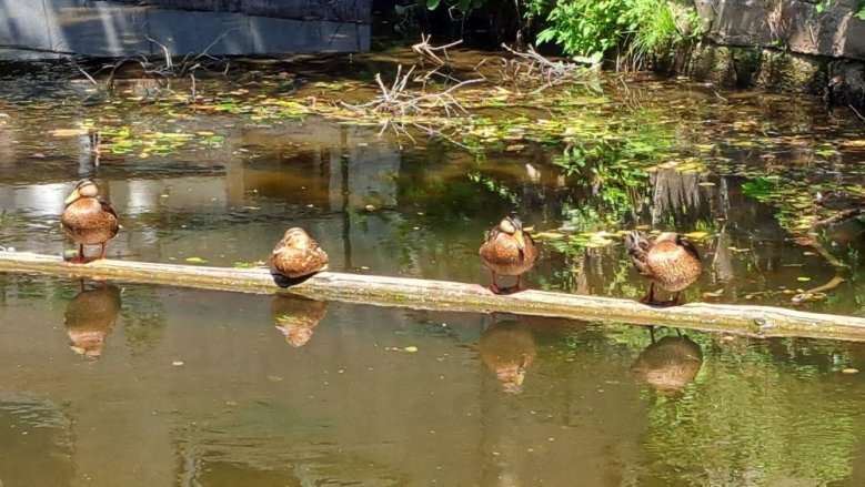 Enten am Mühlengraben Enten am Mühlengraben