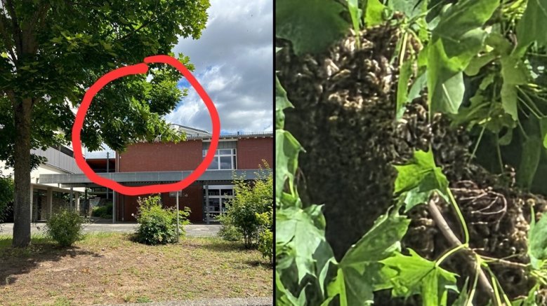 Bienenschwarm Bienenschwarm