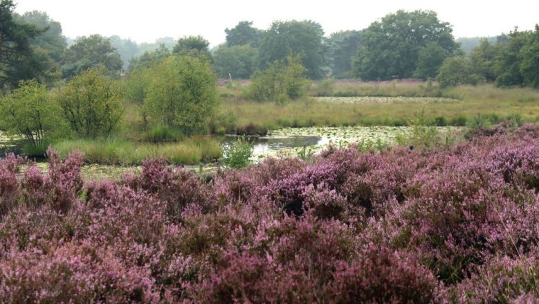 De Meinweg De Meinweg