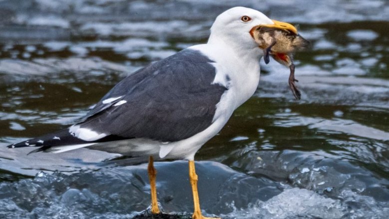 Möwe Möwe