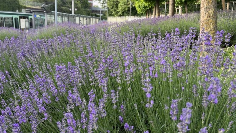 Lavendel Bahnhof Lavendel Bahnhof