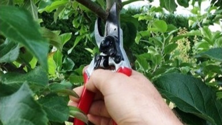 Obstbaumschnitt Obstbaumschnitt