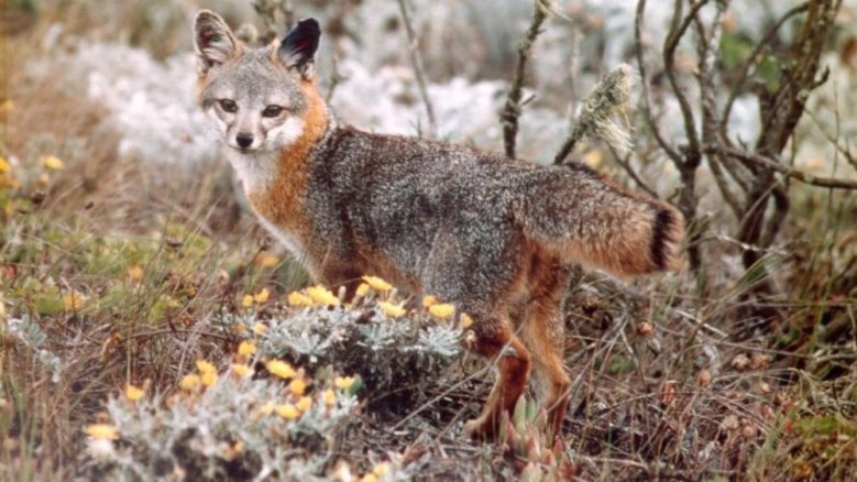 Insel-Graufuchs Insel-Graufuchs