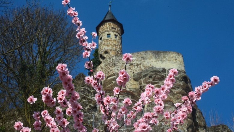 Frühling am Michaelsberg Frühling am Michaelsberg