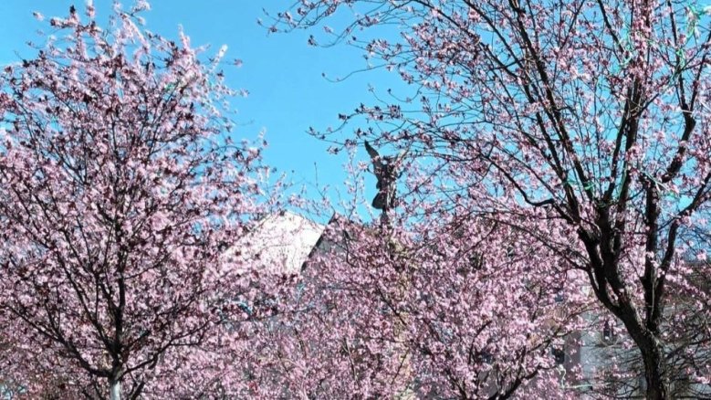 Markt Blüten Markt Blüten